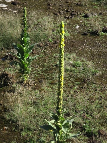 unusual plant in Yellowstone N.P.